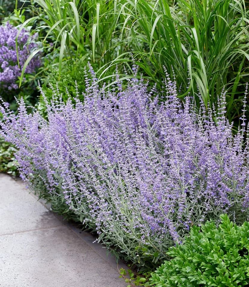 BALDUR Garten Zierstrauch Silberstrauch Prime Time® Lavendelfarbig