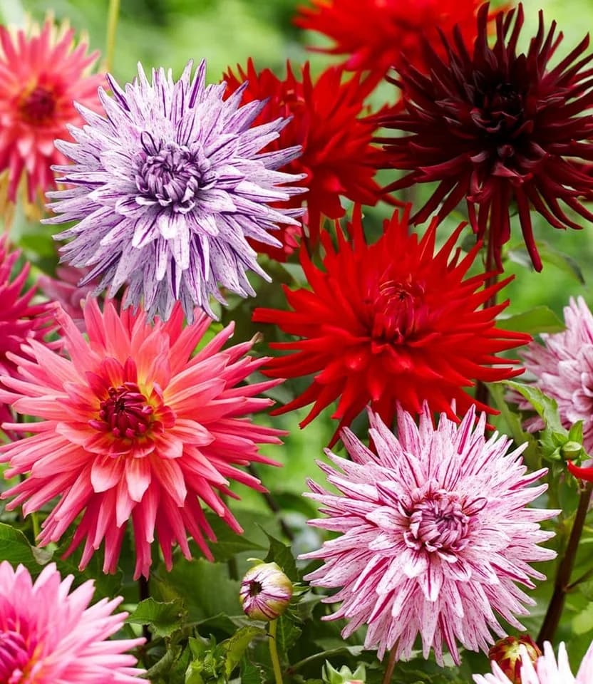 BALDUR Garten Blumenzwiebeln Dahlien-Mix 'Favourite Love' Sommerblüher