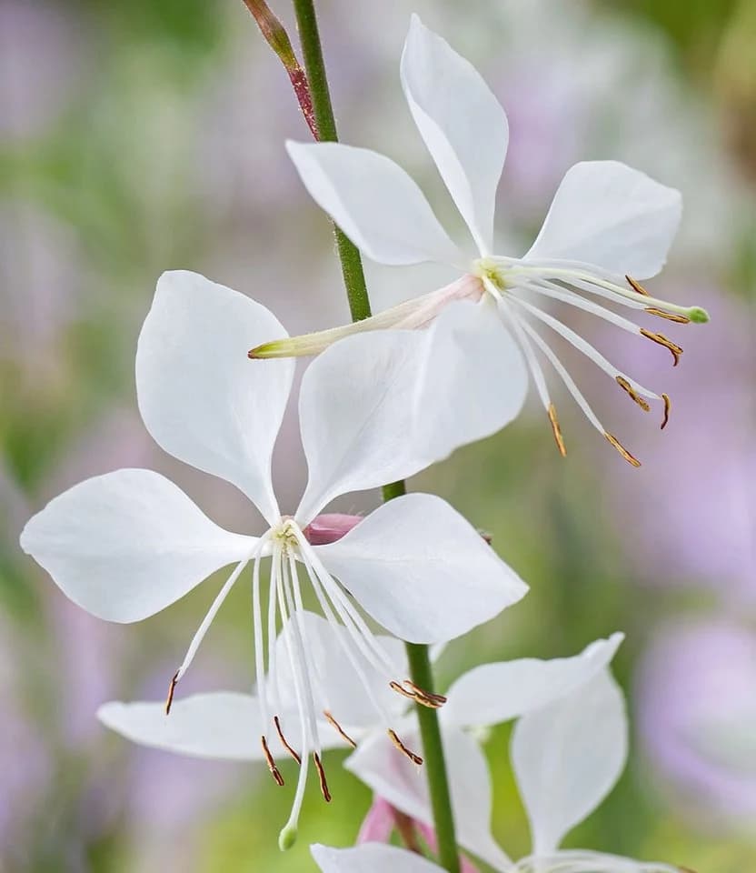 BALDUR Garten Prachtkerze Gaura Weiß 2 St. Schmetterlingsblüten Winterhart