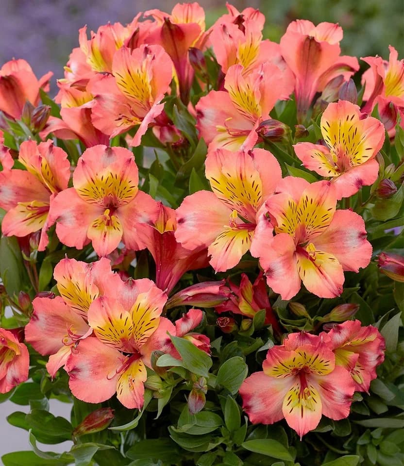BALDUR Garten Staude Winterharte Alstromeria Incalys® Salmon