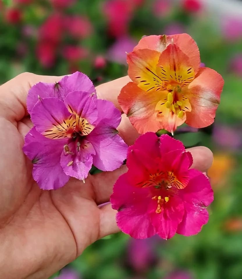 BALDUR Garten Alstromeria-Kollektion Incalys® Winterhart Mehrjährig