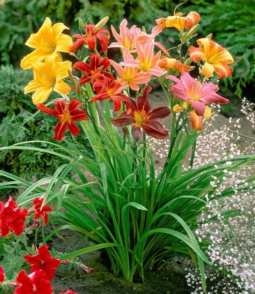 BALDUR Garten Blumenzwiebeln Hemerocallis-Mix Farben des Sommers