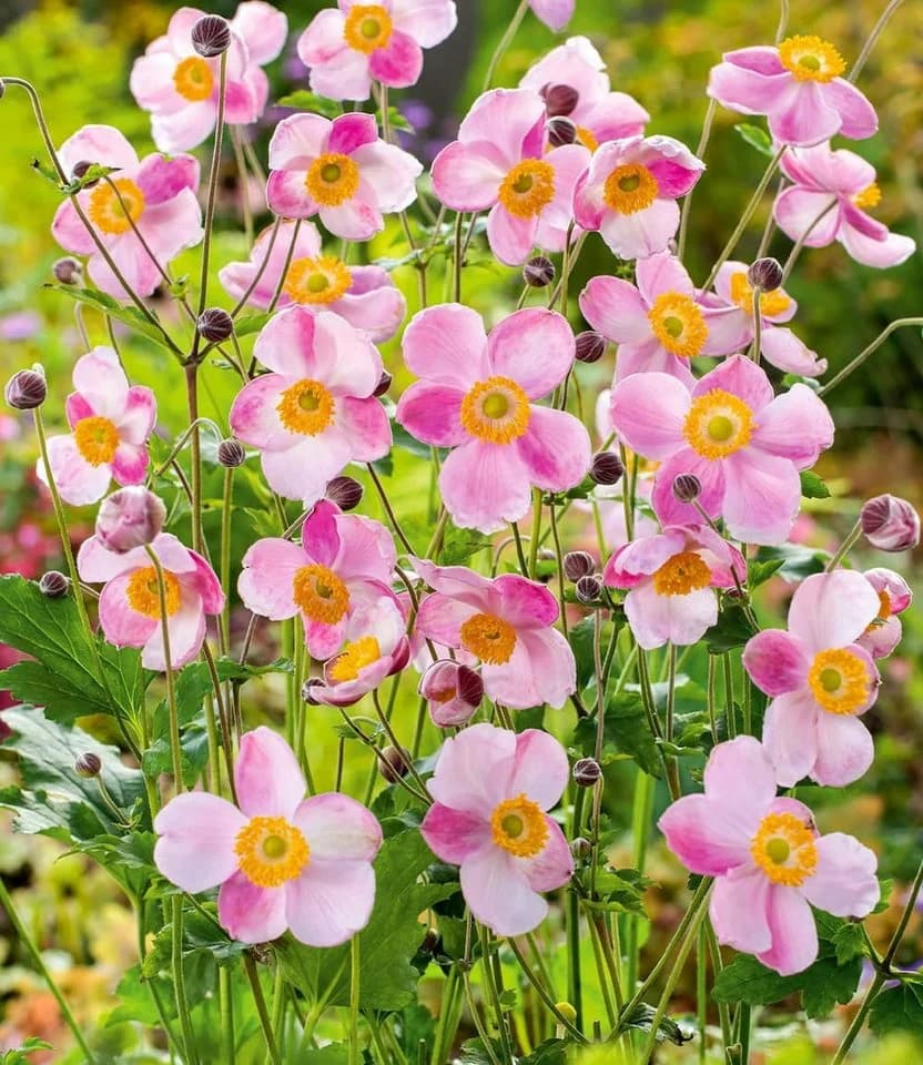 BALDUR Garten Staude Rosa Herbst-Anemone 6 St. Winterhart