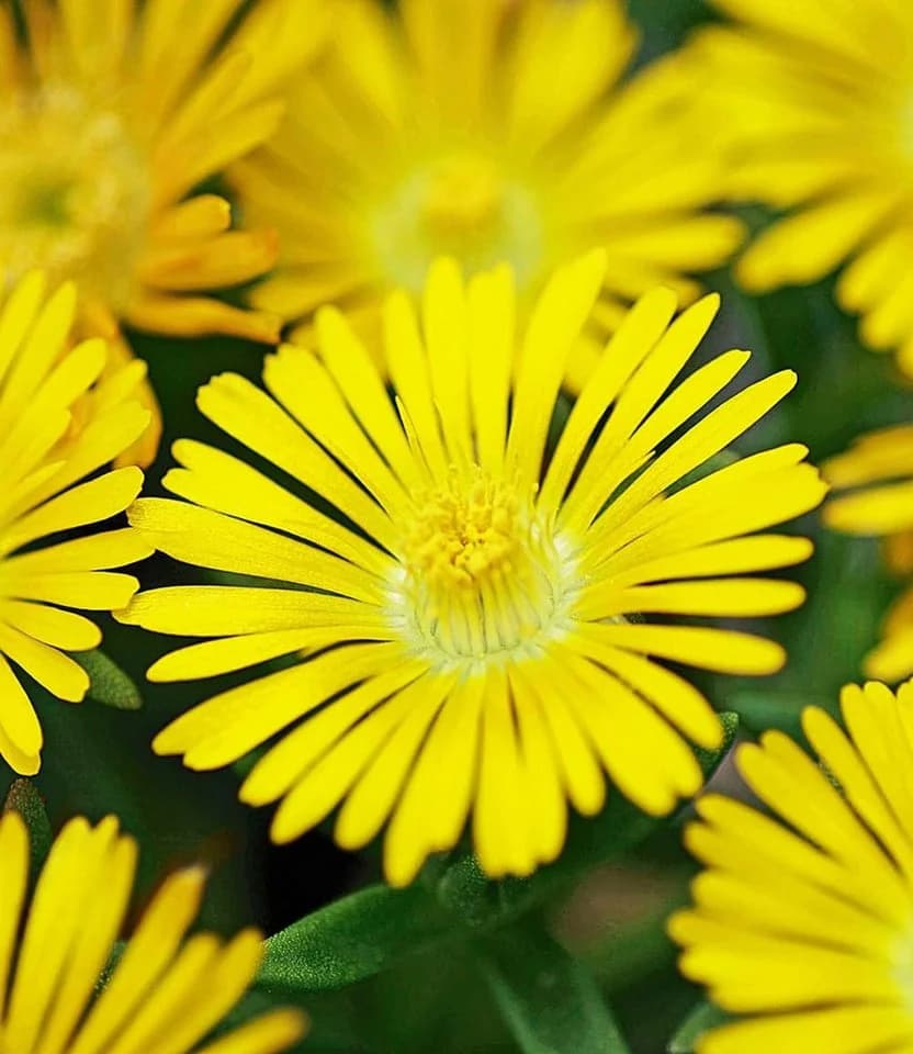 BALDUR Garten Eisblumen 'Wheels of Wonder®' 5er Farbmix 15 St. Winterhart