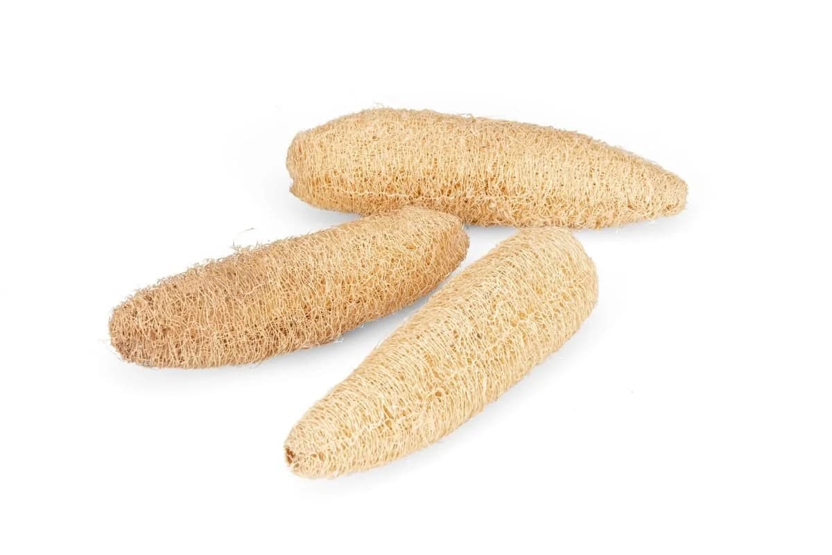 NaDeco Schwammgurke Geschält Luffa Naturmaterial Basteln