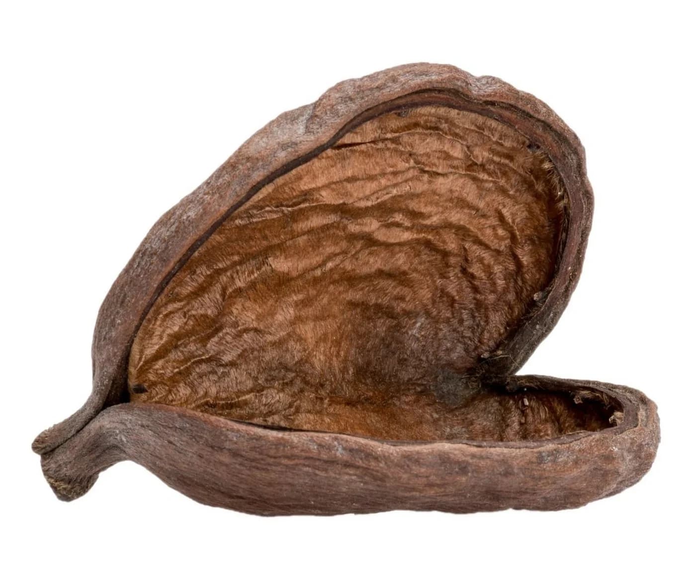 NaDeco Bastelnaturmaterial Badam Schote in Natur 8-12cm