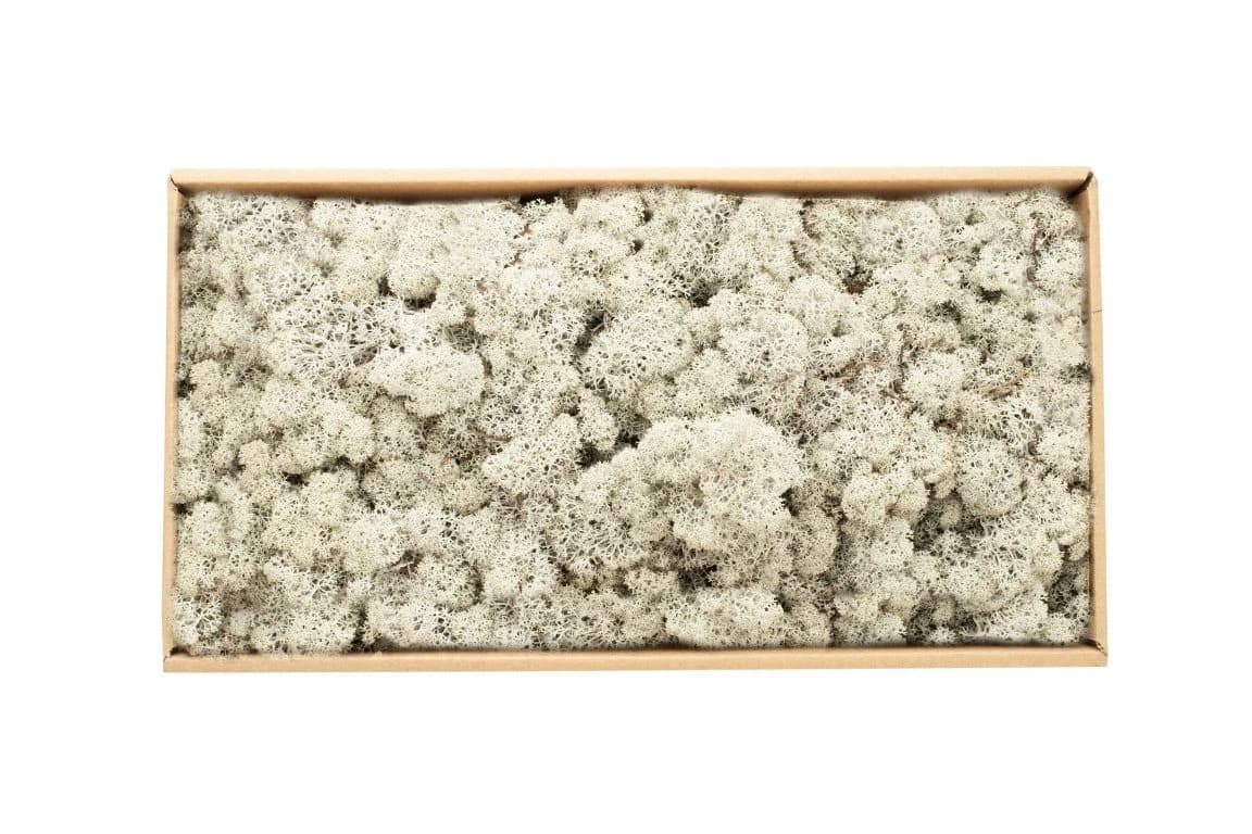 NaDeco Islandmoos Grau 500g Konserviertes Deko-Moos
