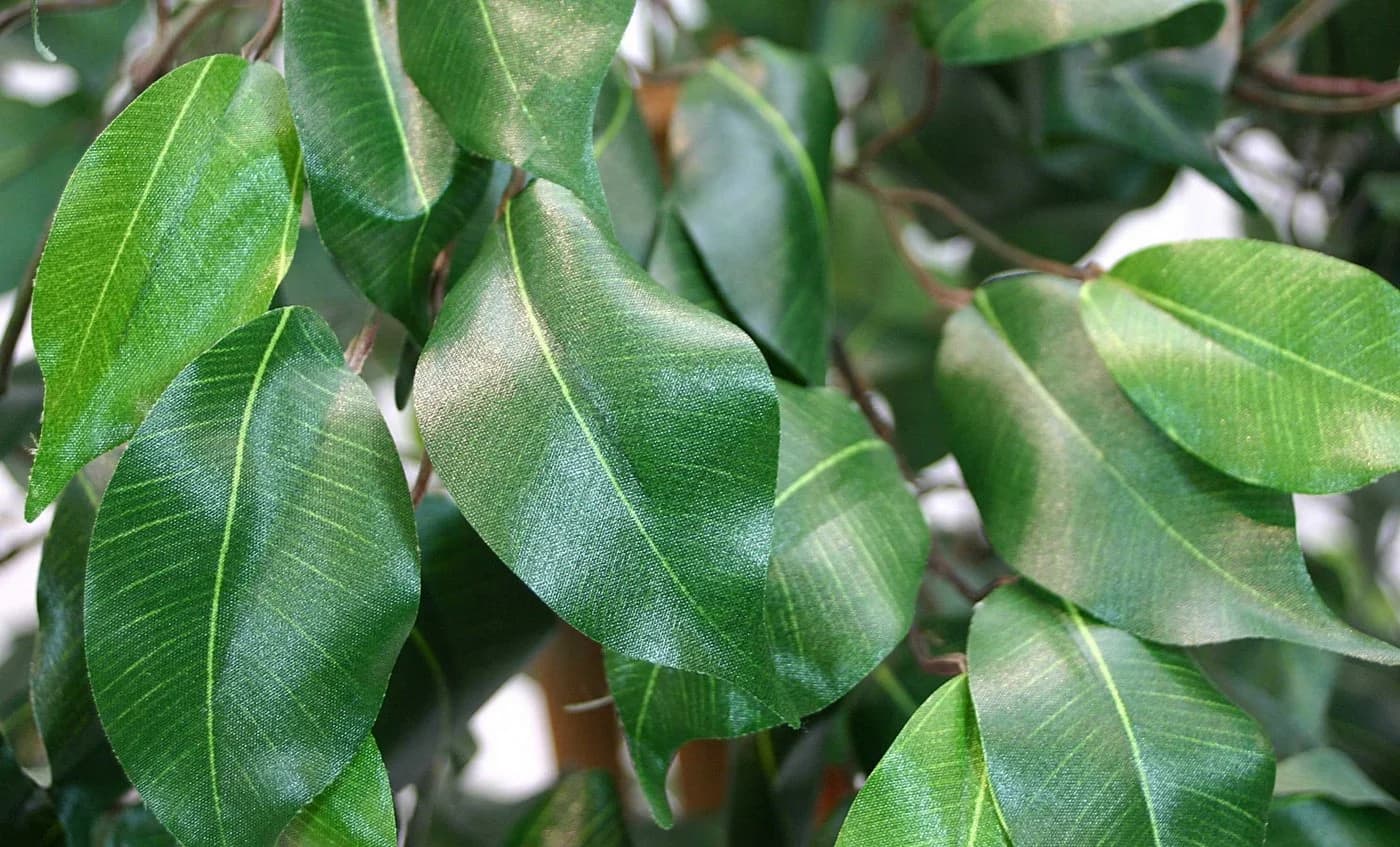 Seidenblumen Roß Kunstbaum Ficus Excotica Grün 120cm