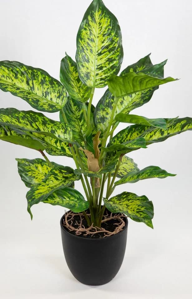 Kunstpflanze Dieffenbachia 50cm Grün-Gelb Real-Touch im Topf