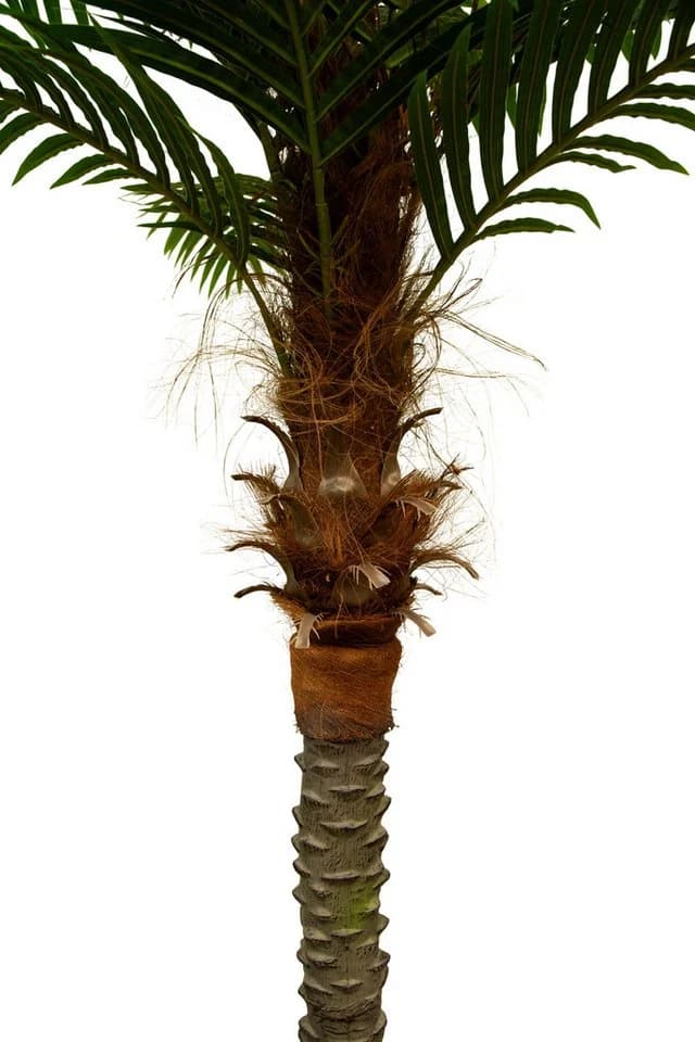 Kunstpalme Phönixpalme 210-230cm Seidenblumen Roß