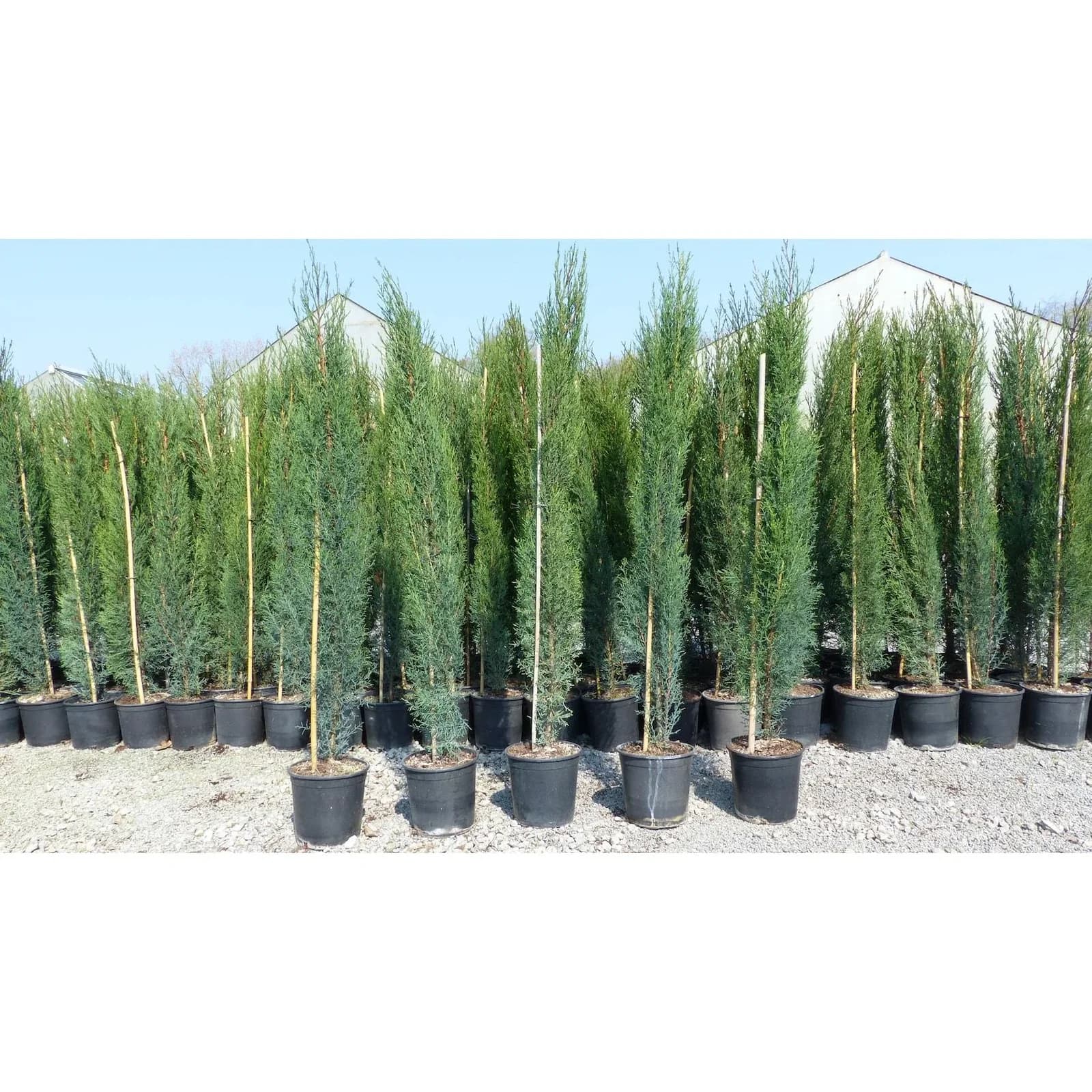 6x Toskana Zypresse 160 cm Säulen Zypressen Grün
