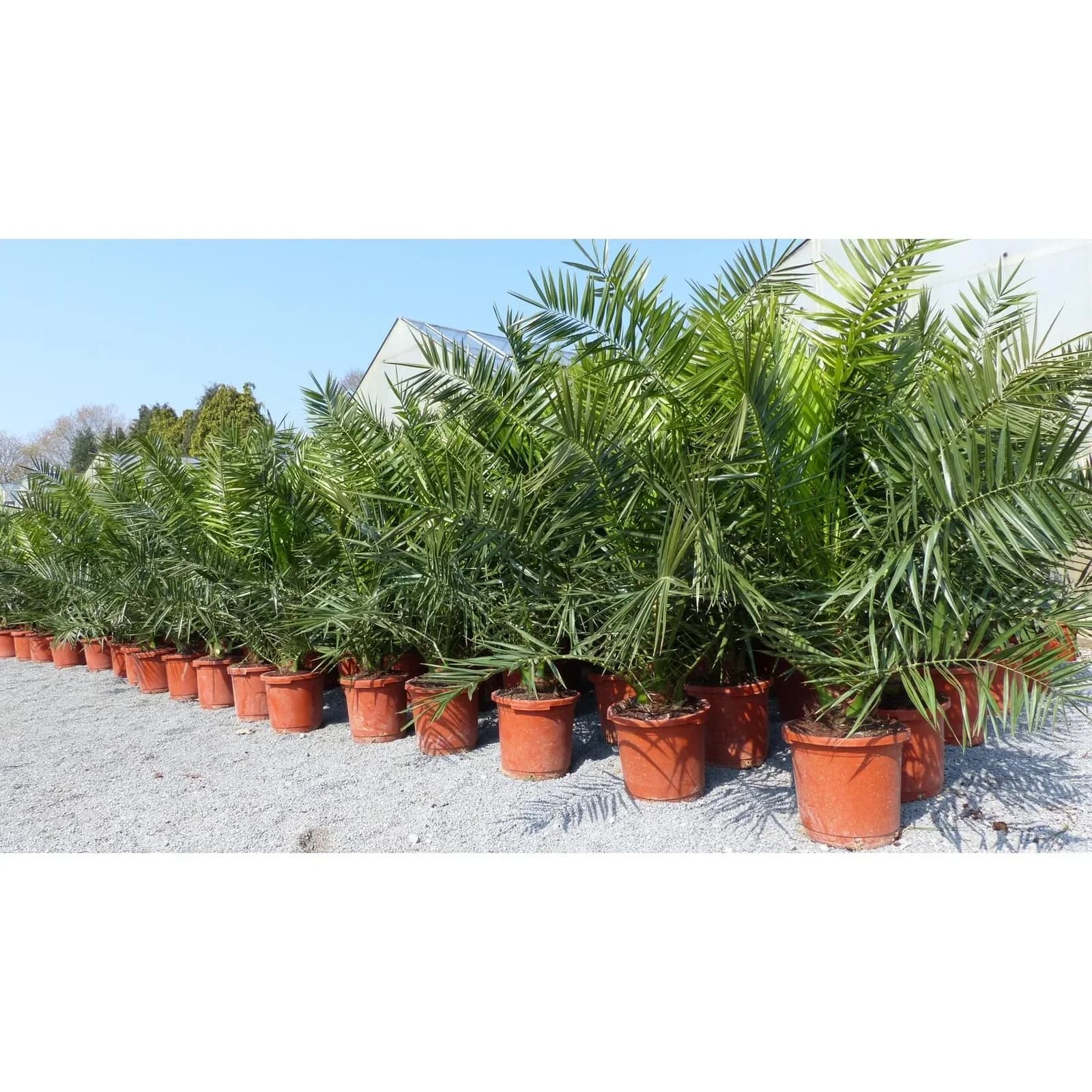 Palme XXL 160 cm Phoenix canariensis Kanarische Dattelpalme Winterhart