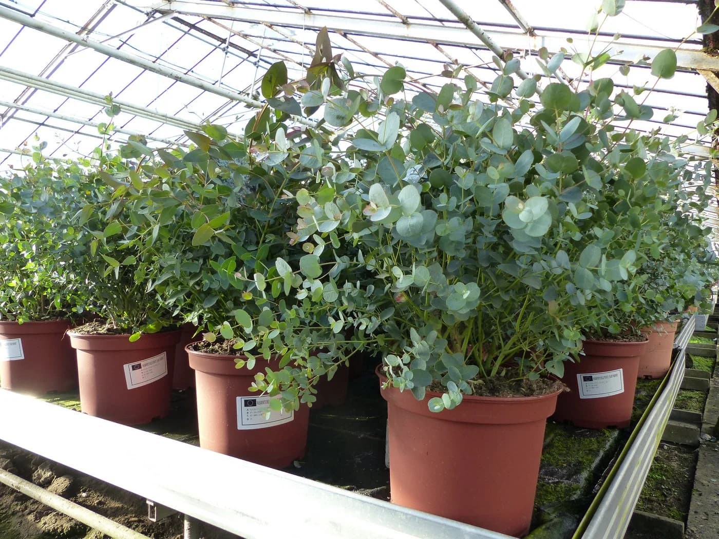 Eucalyptus Gunni Gunnii Busch Eukalyptusbaum 40-60 cm
