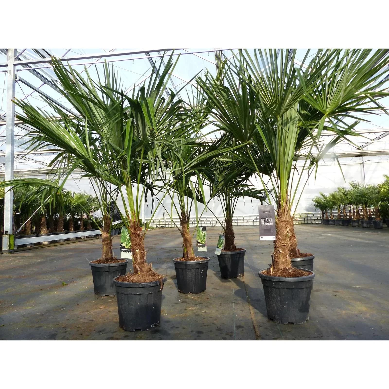 Trachycarpus fortunei Hanfpalme 130-150 cm