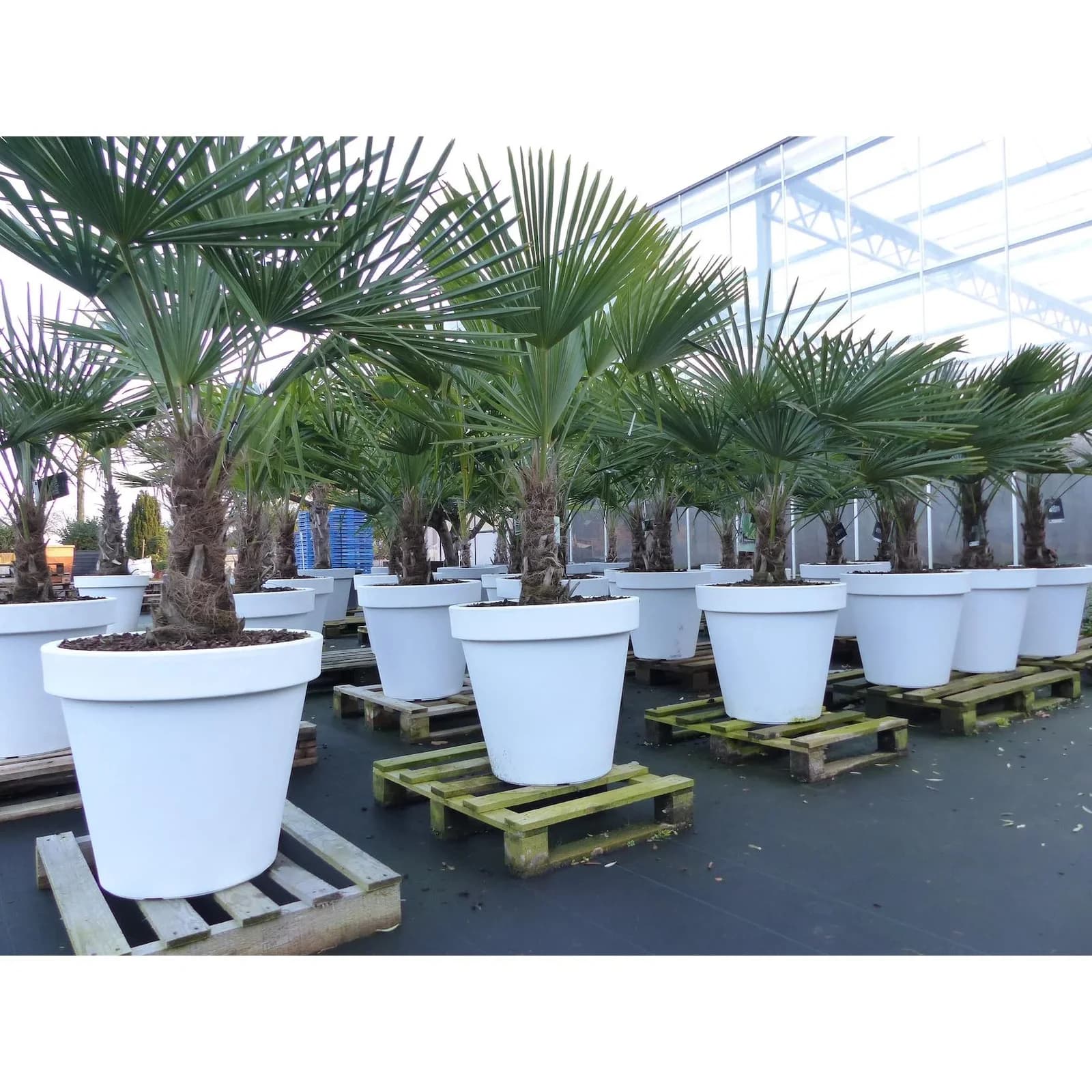 XXL Palme winterhart inkl. Pflanzkübel weiß, 180-220 cm Trachycarpus fortunei