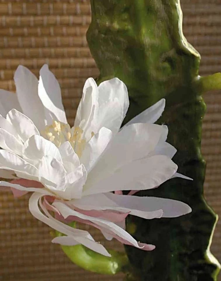 artplants Kunstkaktus Königin der Nacht Domenica Weiß 50cm