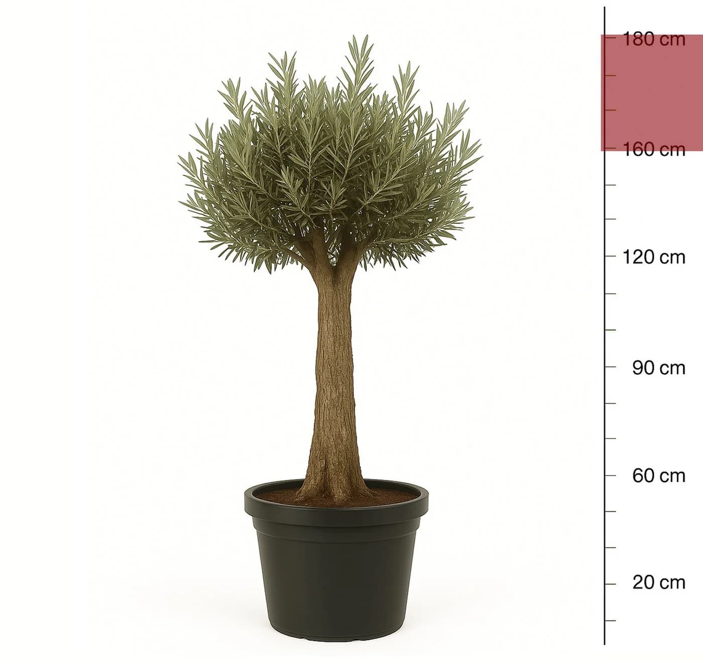 Palms-Store Olivenbaum Olea europaea ca. 30-40 Jahre alt
