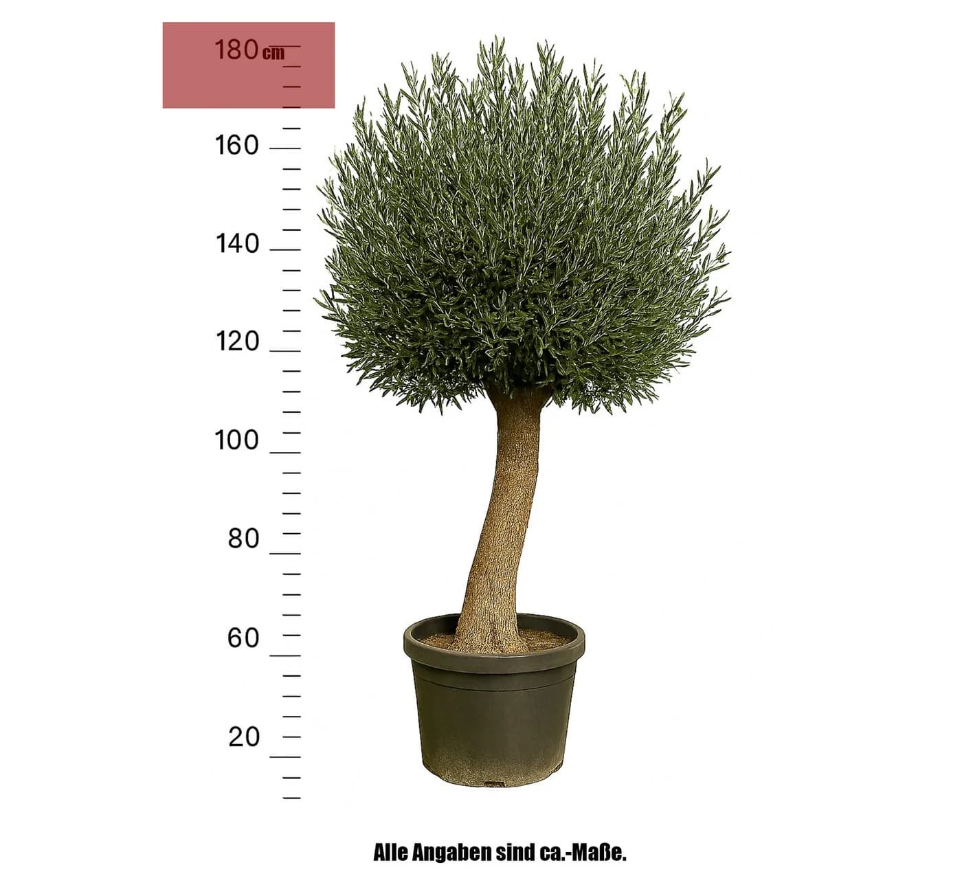 Palms-Store Olivenbaum Olea Europaea 170-180 cm Grün
