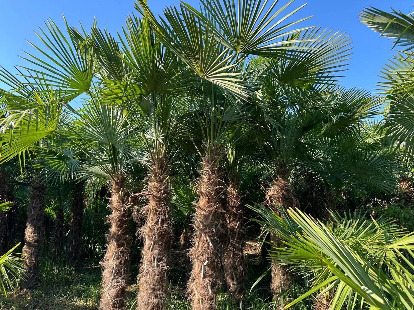 Palms-Store Hanfpalme Trachycarpus Fortunei ca. 300 cm Grün Winterhart