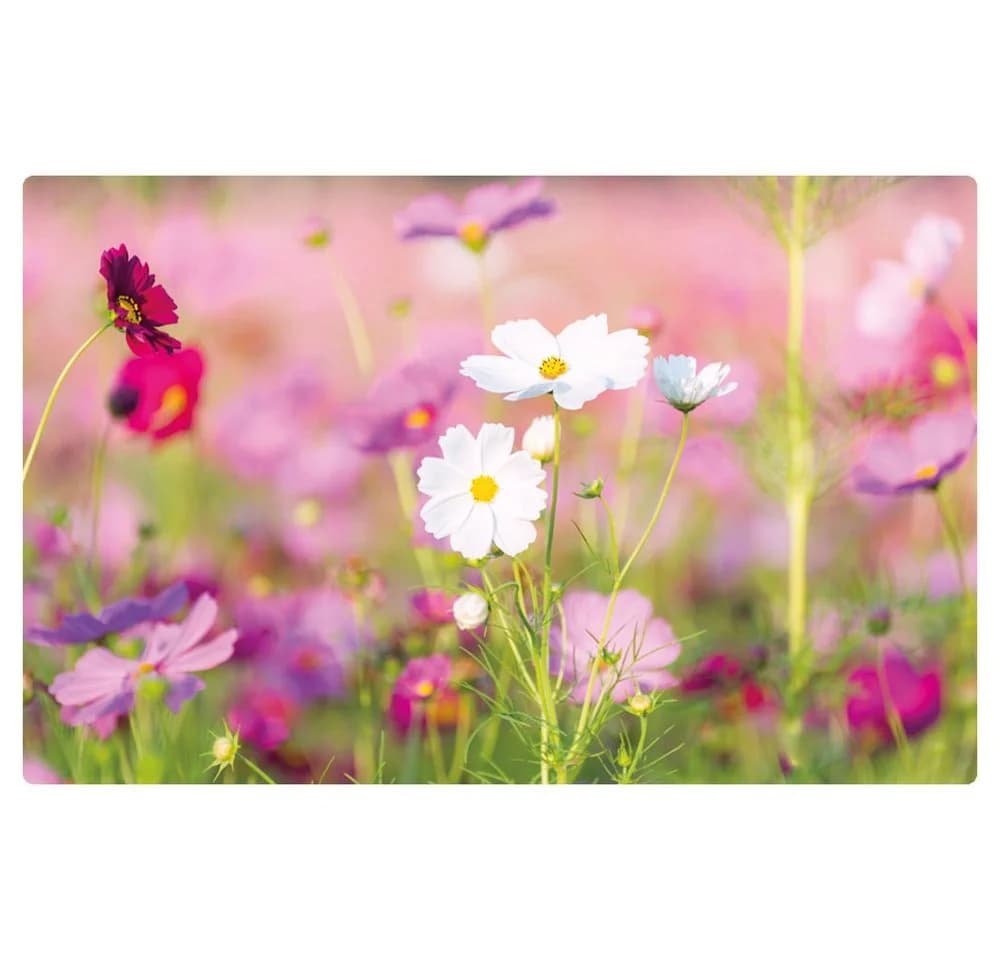 matches21 HOME & HOBBY Platzset 6er Set Blumen-Wiese Pink-Weiß
