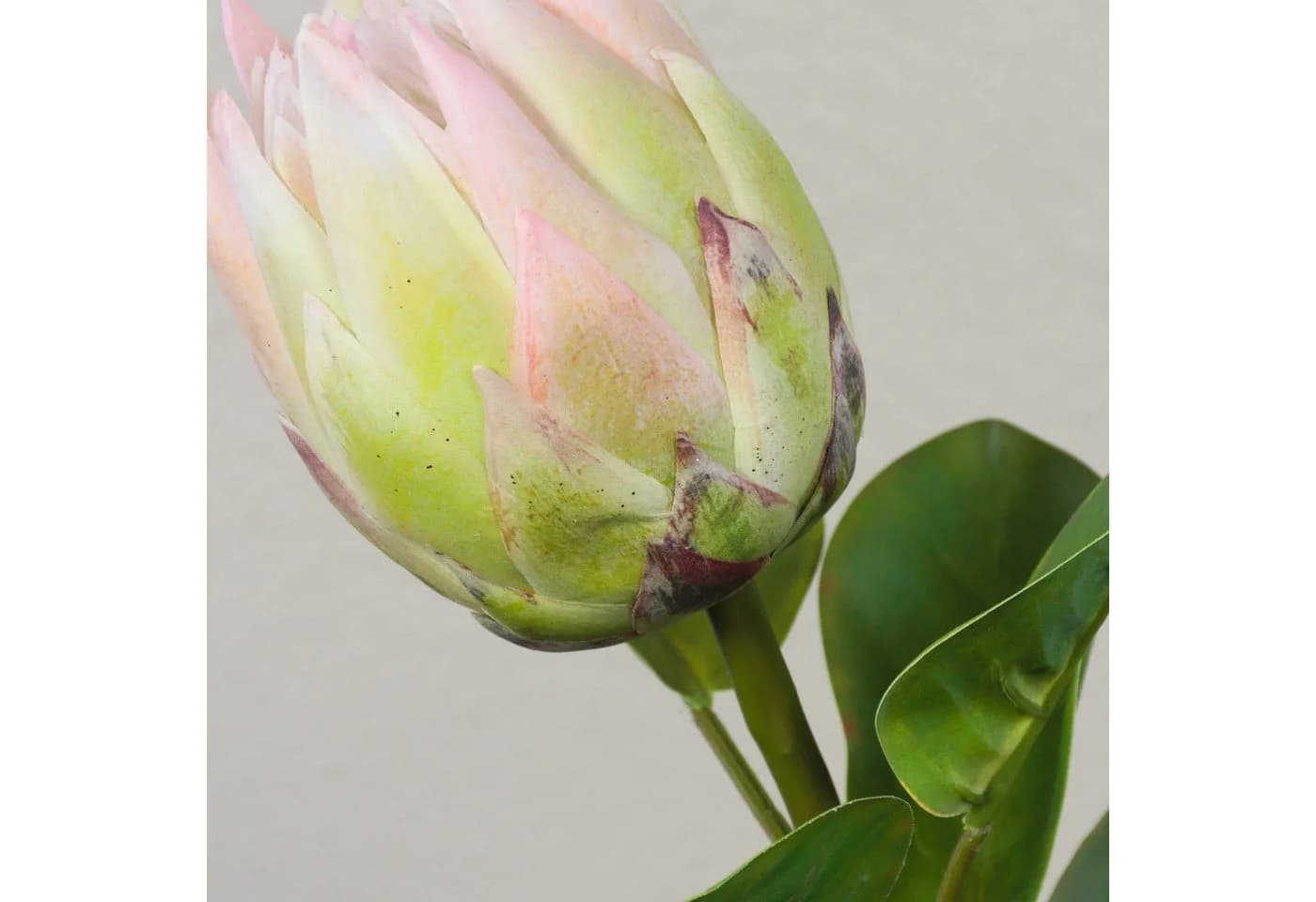 artplants Kunstblume Königs-Protea TANIEKA grün-rosa 70cm