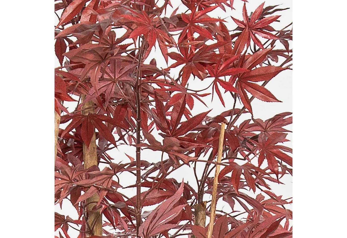 artplants Japanischer Kunst-Ahornbaum ILIANU 180cm rot mit Echtstämmen