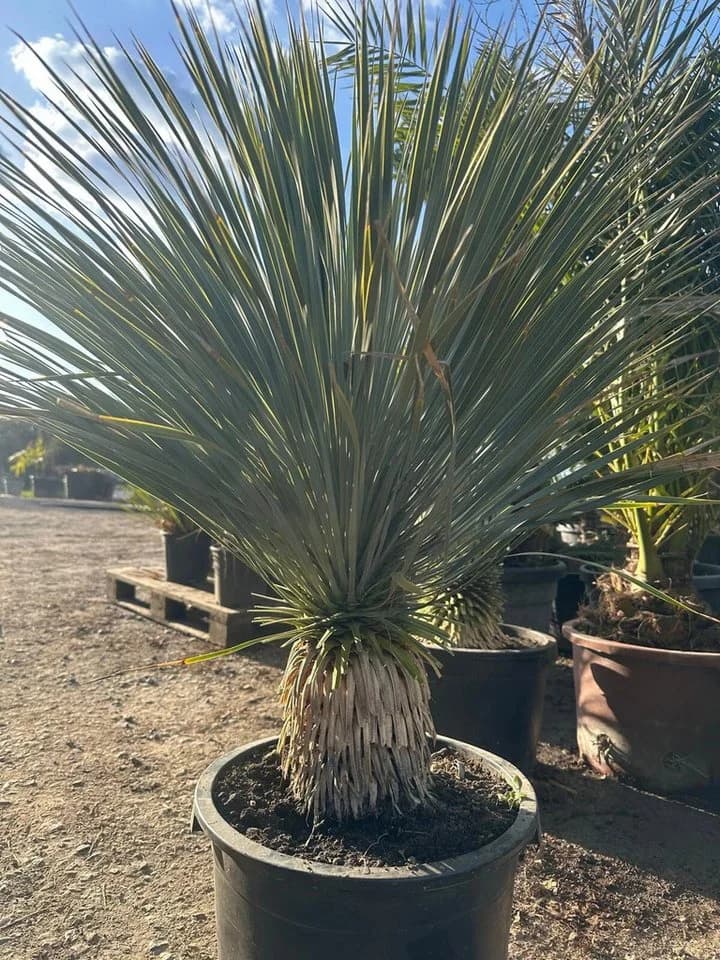 Palms-Store Yucca Rostrata ca. 100cm Winterhart bis -19°C blaue Palmlilie