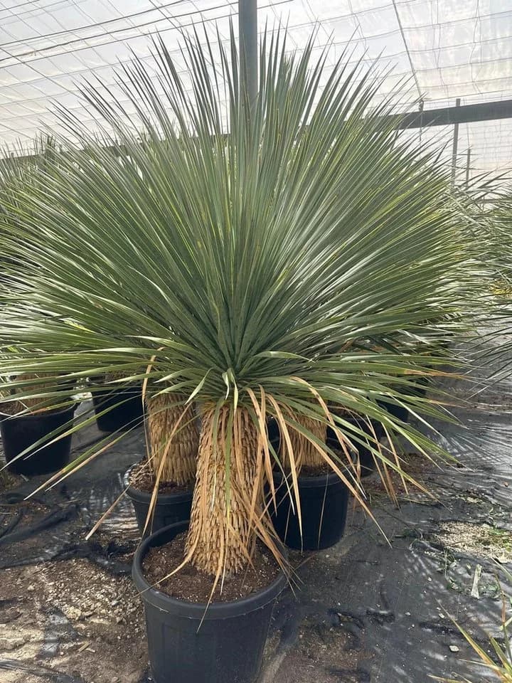 Palms-Store Yucca Rostrata Palme ca. 160 cm Grün Winterhart