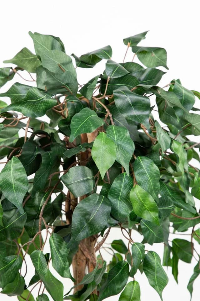 Kunstbaum Ficus Benjamini Grün Seidenblumen Roß