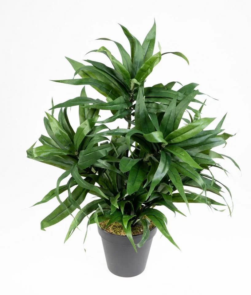 Seidenblumen Roß Kunstpflanze Dracena Grün mit Topf