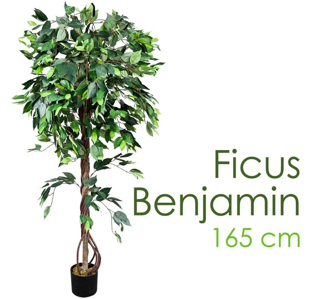 Decovego Kunstbaum Ficus Benjamin 165 cm mit Echtholz