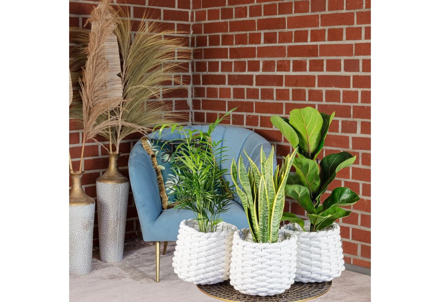 Flowerbox Zimmerpflanzen-Set Bergpalme, Geigenfeige, Bogenhanf, 3er-Set