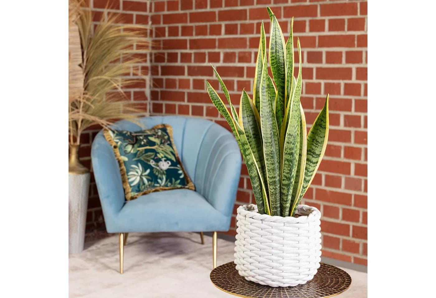 Flowerbox Zimmerpflanze Bogenhanf Sansevieria trifasciata Laurentii
