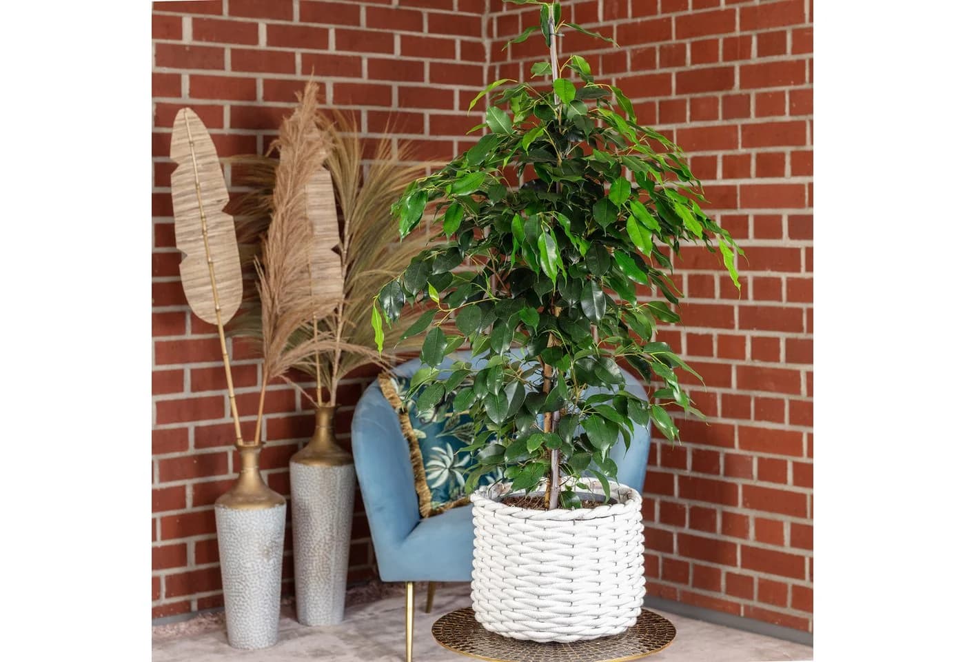 Flowerbox Zimmerpflanze Birkenfeige Ficus benjamini ca. 100 cm