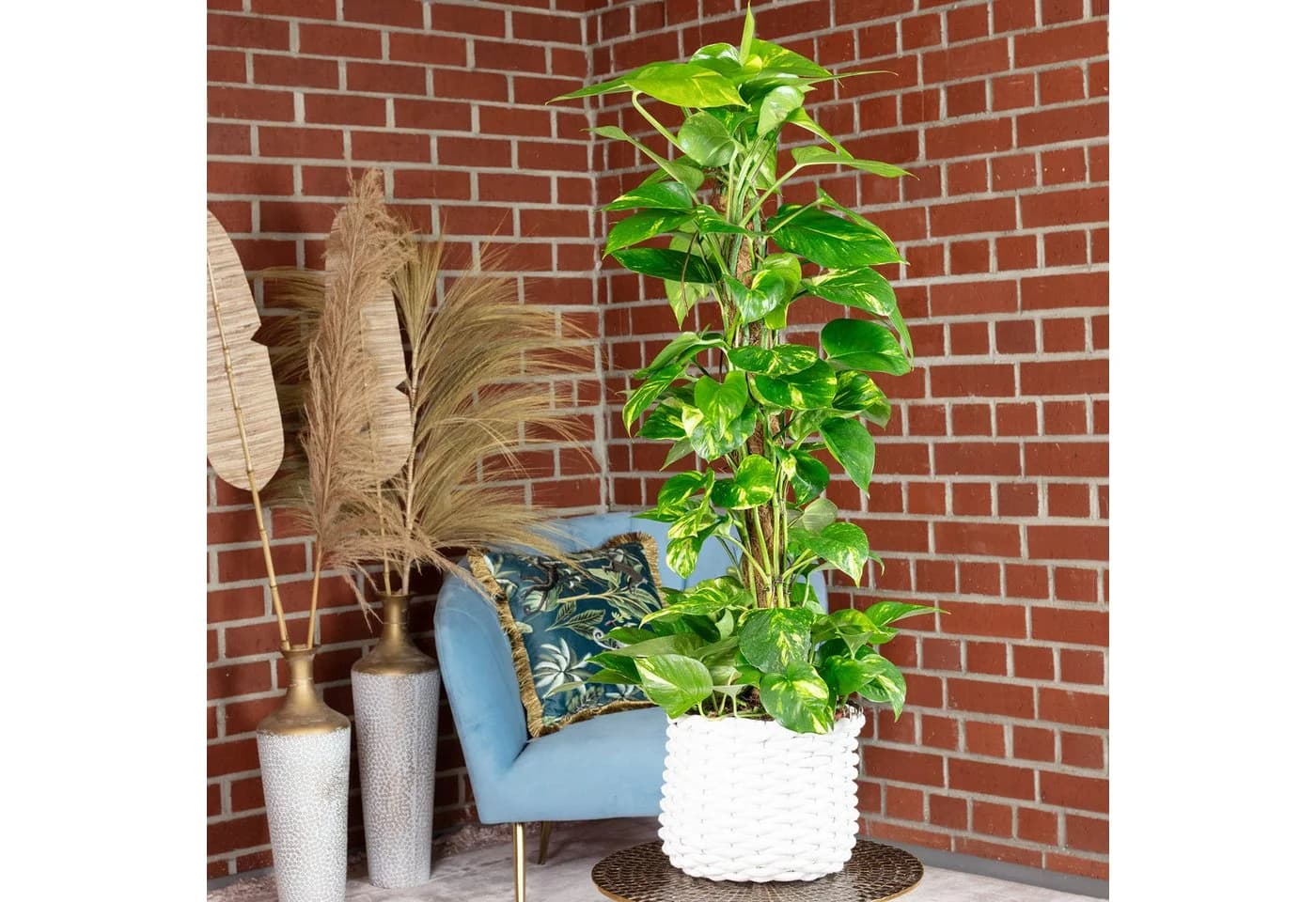 Flowerbox Efeutute am Moosstab Epipremnum aureum Pflegeleicht