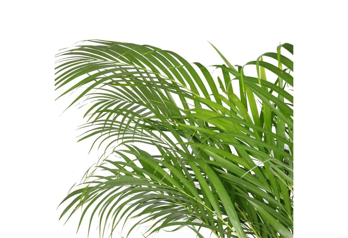 Flowerbox Zimmerpflanze Goldfruchtpalme - Areca Dypsis Lutescens