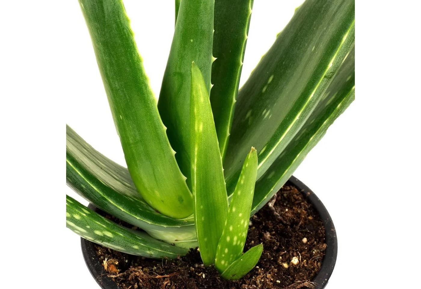 Flowerbox Zimmerpflanze Echte Aloe Vera