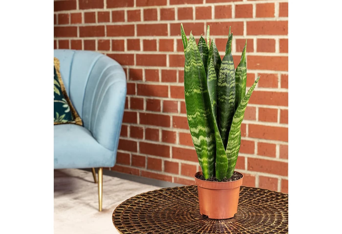 Flowerbox Zimmerpflanze Bogenhanf Sansevieria trifasciata Black Coral
