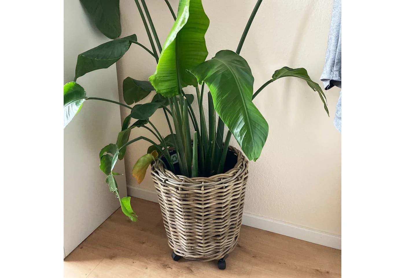 Van der Leeden Pflanzkorb-Set 5tlg. Rattan Braun/Schwarz
