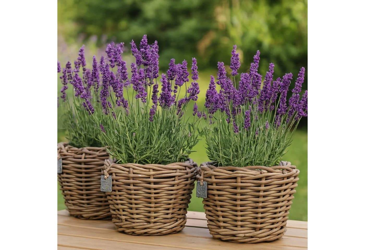Van der Leeden Pflanzkorb Set 4 Stk Rattan Braun