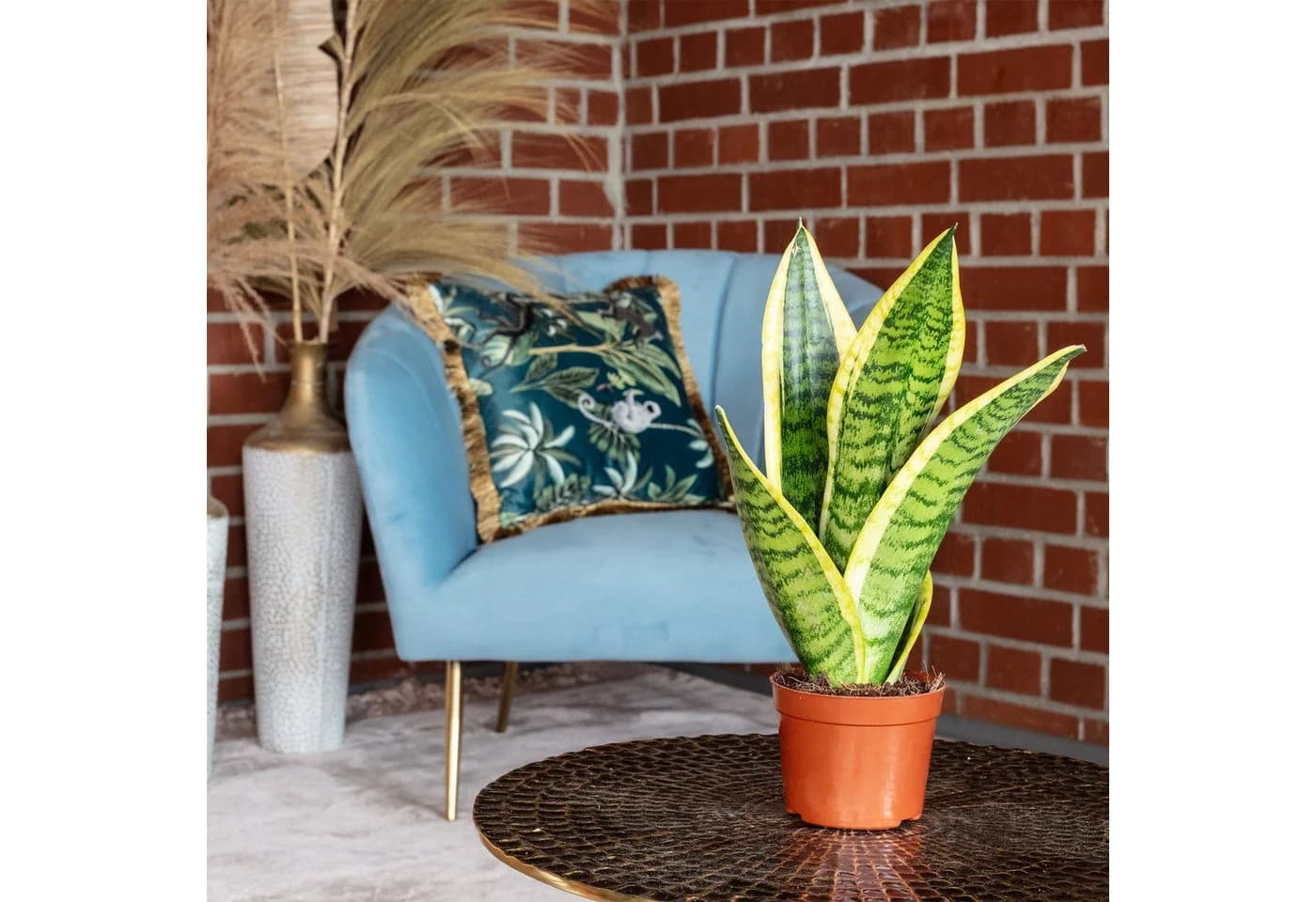 Flowerbox Zimmerpflanze Bogenhanf Sansevieria trifasciata Pflegeleicht