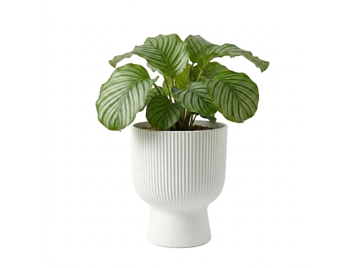 Prosperplast Blumentopf Milly Round Weiß mit Pflanzeinsatz