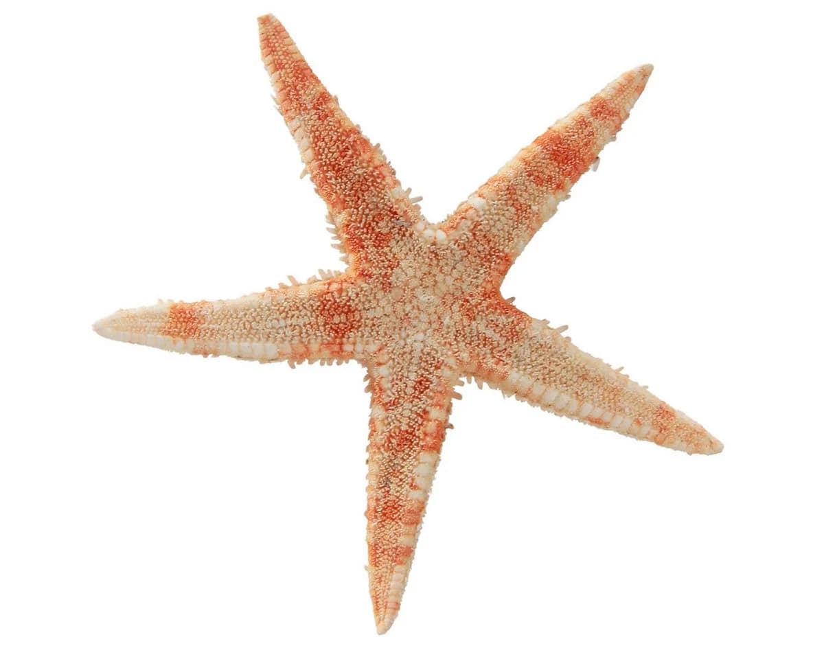 Florists Products Seestern Natur Deko Maritim Ø6,5–8cm 100 Stk natürliche Farben