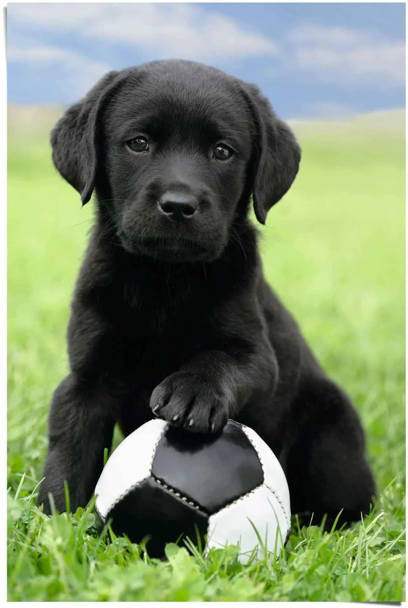 Poster Labrador Welpe Fußball Bunt