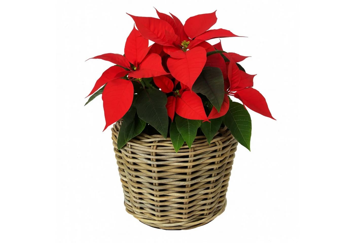 Van der Leeden Blumentopf Rattan 34x30cm mit Kunststoffeimer