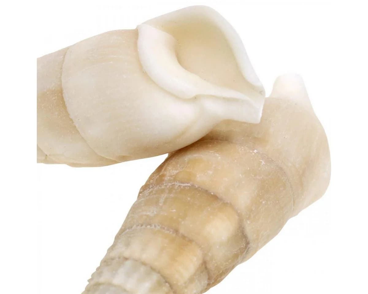 Viana Deko Schnecken Weiß Natur 2-5cm 1kg Muschelkalk