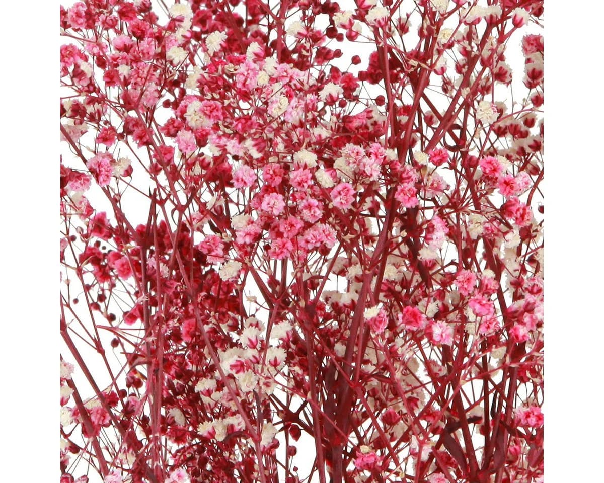 Viana Trockenblume Schleierkraut Berry Weiß 50cm