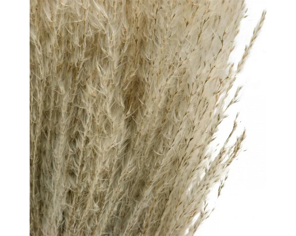 Viana Trockenblume Trockengras Miscanthus 75cm Natur Pampasgras Deko 100 Stk