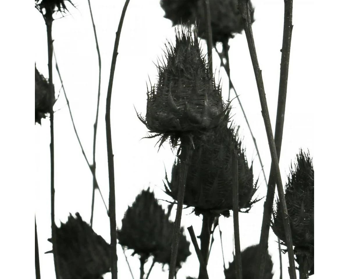 Viana Schwarze Trockenblume Erdbeerdistel Deko 65 cm
