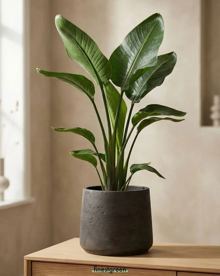 finestgreen Pflanzkübel Patt Fiberclay Beton-Optik Schwarz